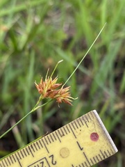 Rhynchospora pleiantha