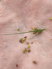 Rhynchospora pleiantha