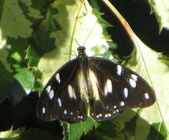 Papilio dardanus cenea