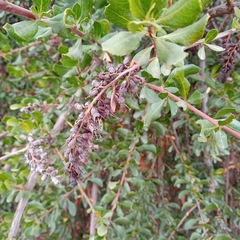 Escallonia illinita