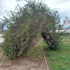 Escallonia illinita