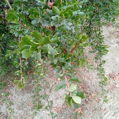 Escallonia illinita