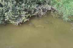 Cyprinus carpio