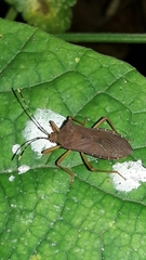 Anasa bellator