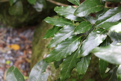 Cryptocarya erythroxylon
