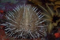 Echinus gilchristi