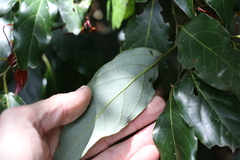 Cryptocarya erythroxylon
