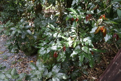 Cryptocarya erythroxylon