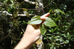 Clematis pickeringii