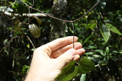 Clematis pickeringii
