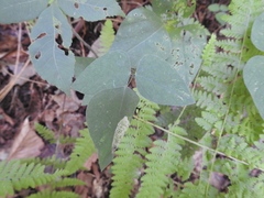 Macrosaccus morrisella