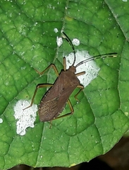 Anasa bellator