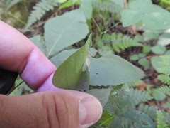 Macrosaccus morrisella