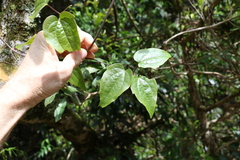 Clematis pickeringii