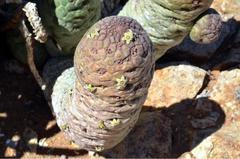 Larryleachia perlata