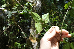Clematis pickeringii