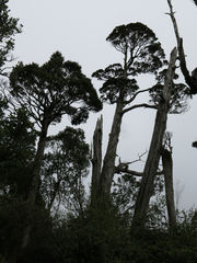 Libocedrus bidwillii