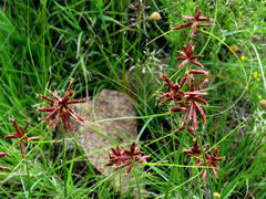 Cyperus usitatus