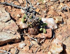 Portulacaria pygmaea