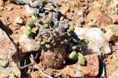 Portulacaria pygmaea