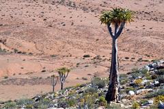 Aloidendron pillansii