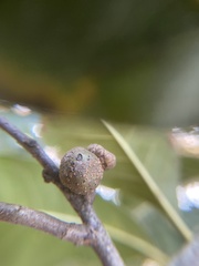 Callirhytis quercusgemmaria