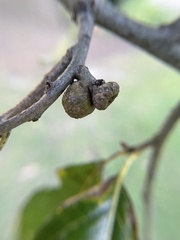 Callirhytis quercusgemmaria