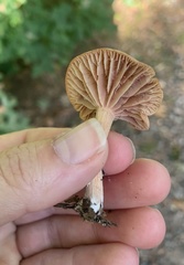 Laccaria laccata pallidifolia