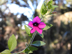 Petunia integrifolia