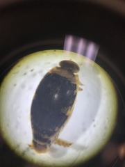 Laccophilus maculosus