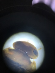 Laccophilus maculosus