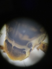 Laccophilus maculosus