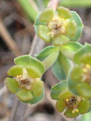 Euphorbia silenifolia