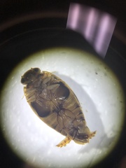 Laccophilus maculosus