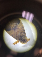 Laccophilus maculosus