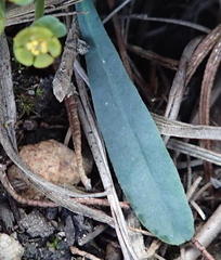 Euphorbia silenifolia