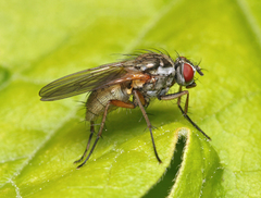 Hydrophoria linogrisea