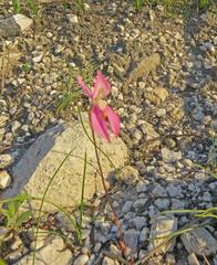 Disa bifida