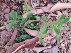 Stemodia durantifolia