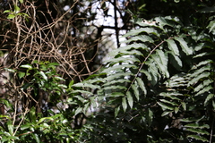 Cupaniopsis newmanii