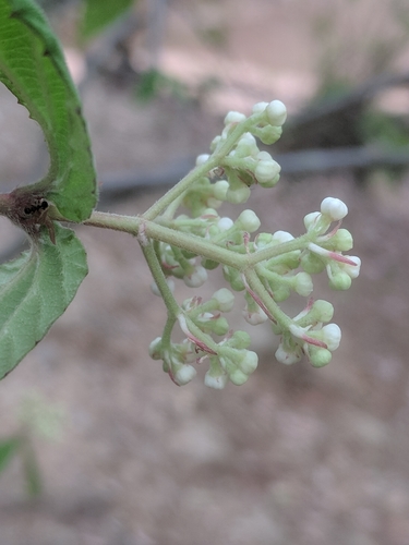 Image of Viburnum erosum by (c) Eric Knight, some rights reserved (CC BY)