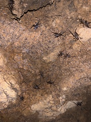 Ceuthophilus maculatus