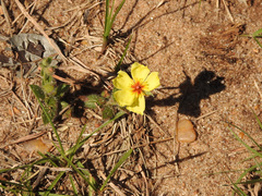 Crocanthemum brasiliense
