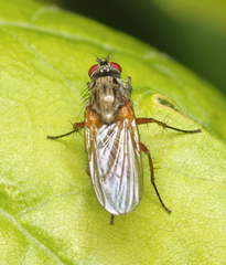Hydrophoria linogrisea