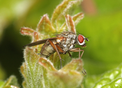 Hydrophoria linogrisea