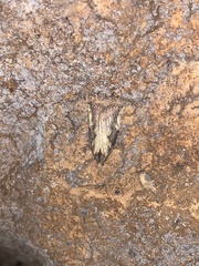 Hypena humuli