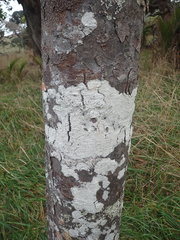 Lepra novaezelandiae