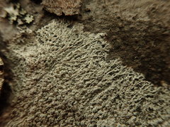 Lepra novaezelandiae