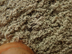 Lepra novaezelandiae