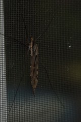 Tipula metacomet